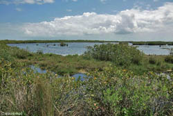 Scenery Merritt Island