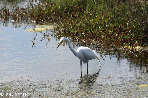 Heron / Reiher