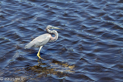 Blue Heron / Reiher