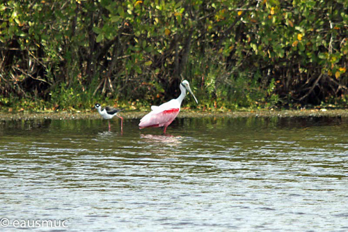 Roseate Spoonbill / Rosa Löffler