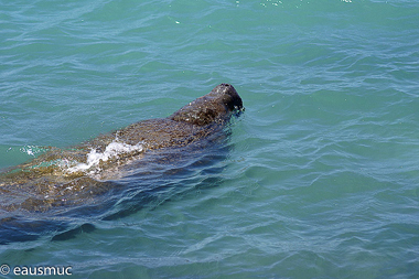 Manatee