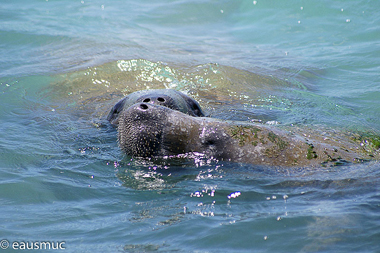 Manatees