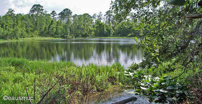 Kleiner See im Ocala National Forest