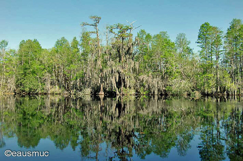 Uferlinie des Suwanee River