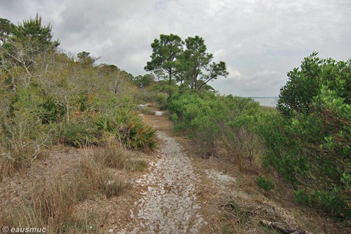 Salt Marsh Trail