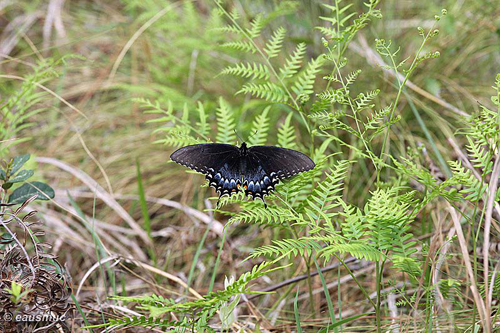 Schmetterling