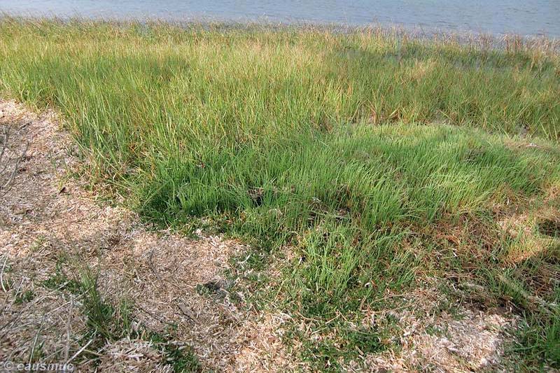 Klapperschlange im Gras verborgen