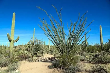 Saguaro Kakteen