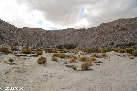 Palm Bowl Grove