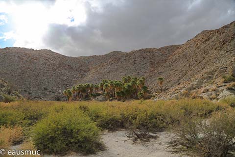 Palm Bowl Grove