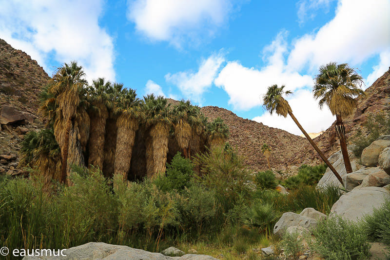 Palmen im Canyon