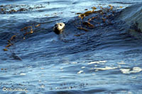 Seeotter im Wasser