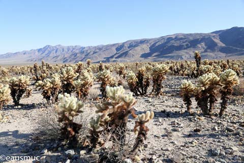 Cholla Cactus Garden