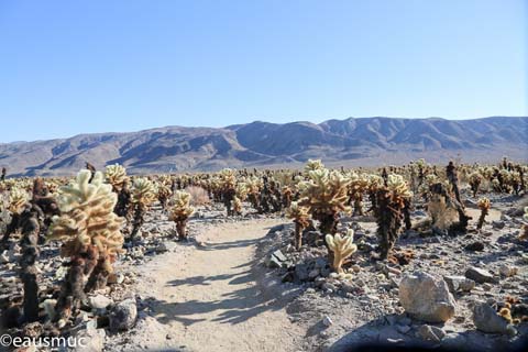 Cholla Cactus Garden