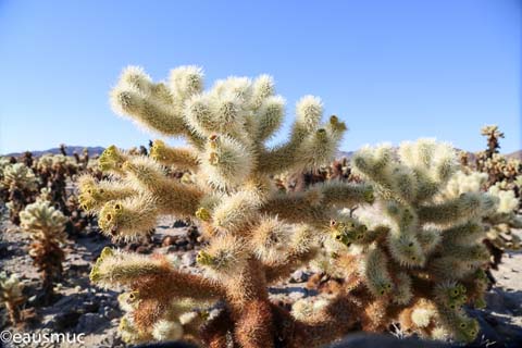 Cholla Cactus Garden