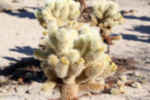 Cholla Cactus Garden