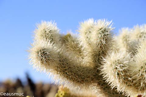 Cholla Cactus Garden