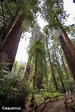 Muir Woods Redwoodbaum