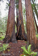 Muir Woods Redwoodbaum