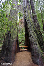 Muir Woods Redwoodbaum