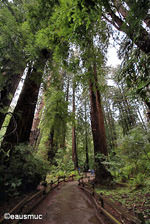 Muir Woods Redwoodbaum