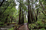 Muir Woods Redwoodbaum