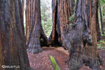 Muir Woods Redwoodbaum