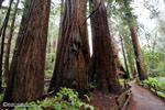 Muir Woods Redwoodbaum