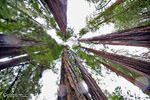 Muir Woods Redwoodbaum