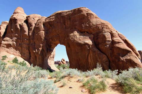 Pine Tree Arch