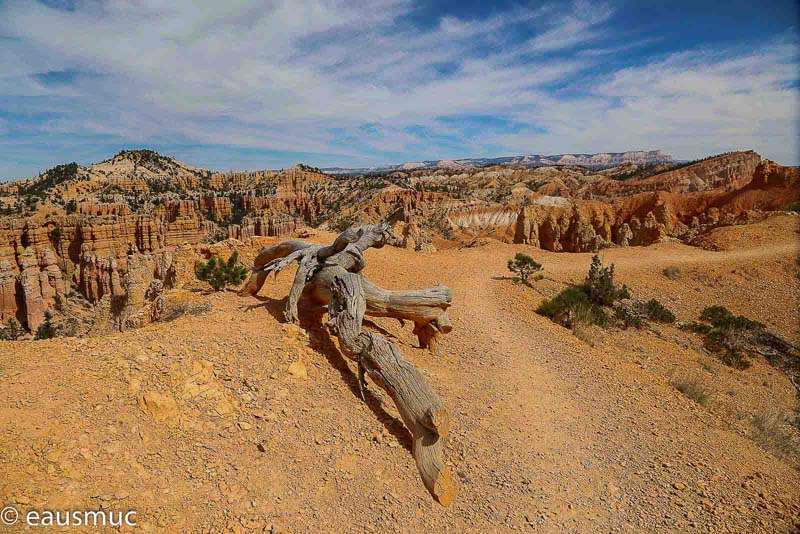 Toter Baum neben dem Trail