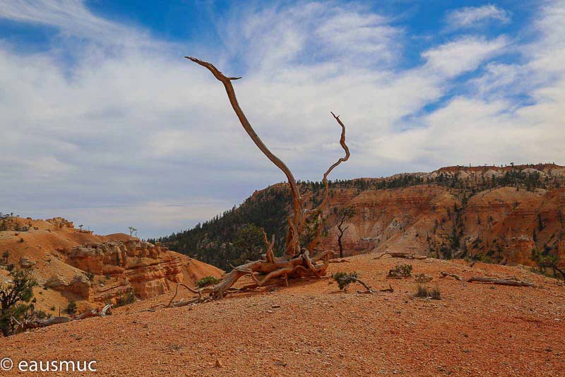 Toter Baum neben dem Trail