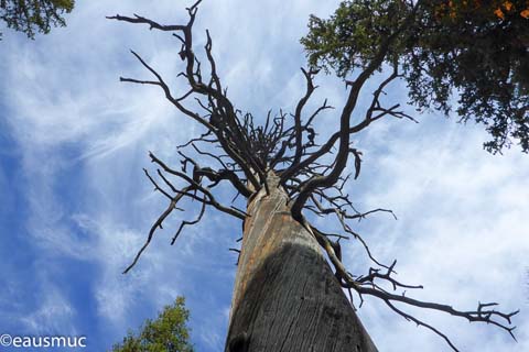 Aufrecht stehender toter Baum