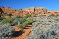 Hidden Pinyon Trail