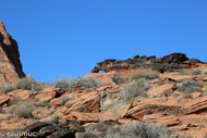 Hidden Pinyon Trail