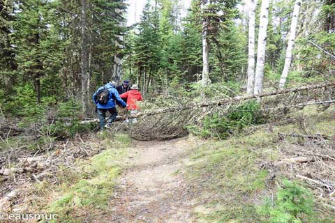 Baum auf dem Trail