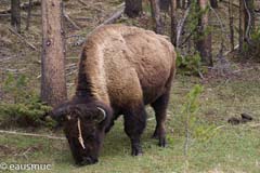 Yellowstone