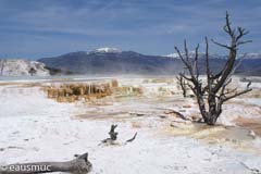 Yellowstone